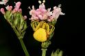 Misumena_vatia_D4911_Z_94_Les Gris_Frankrijk